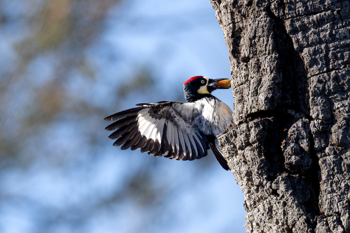 Acorn Woodpecker - ML637695502