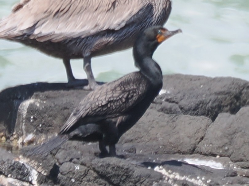Double-crested Cormorant - ML637695542