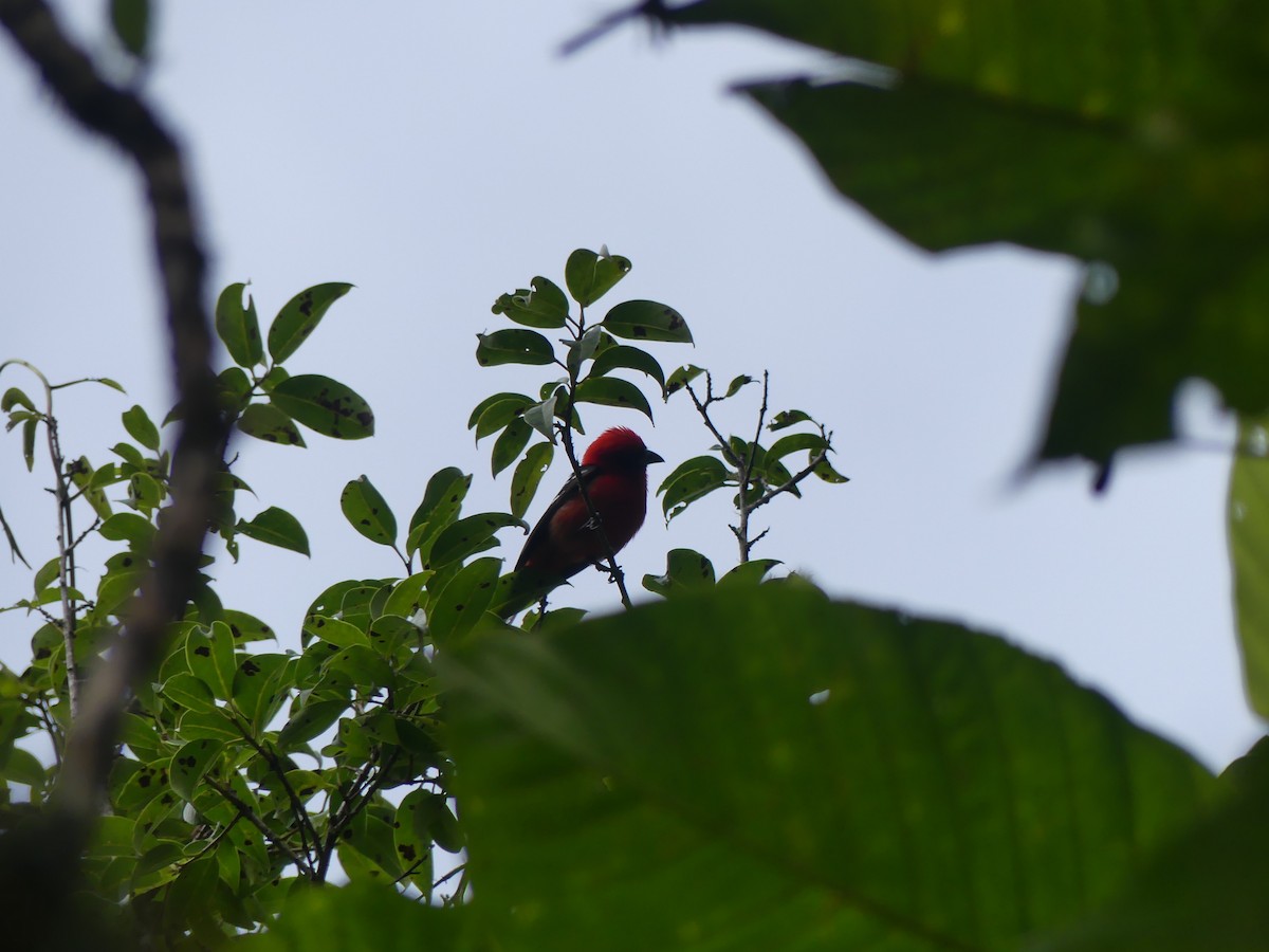 White-winged Tanager - ML637695543