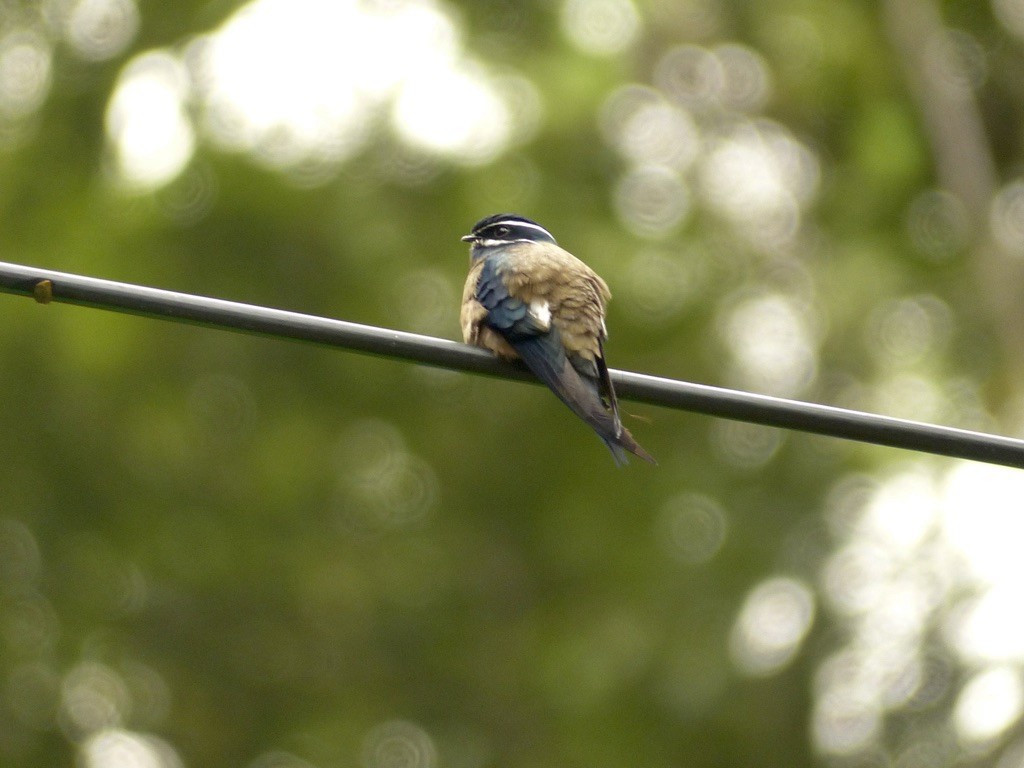 Whiskered Treeswift - ML637695550