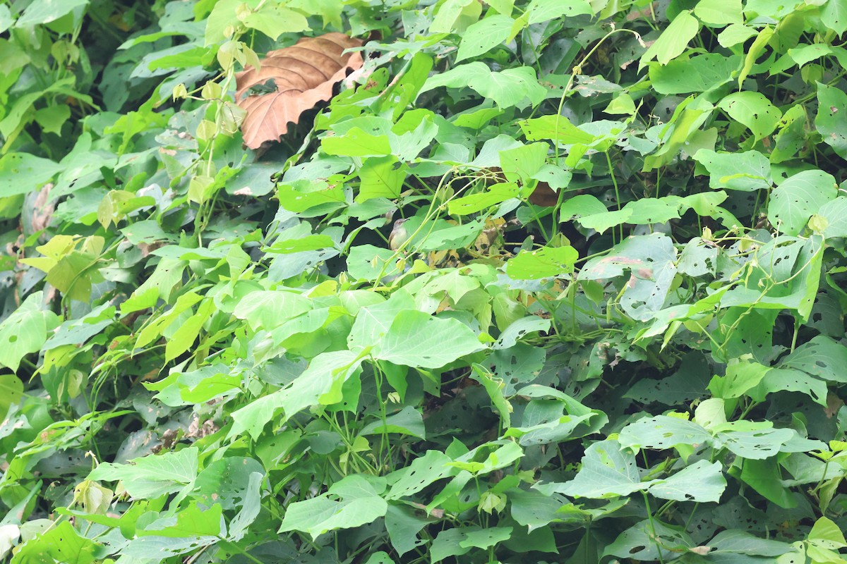 Rufescent Prinia - ML637695551