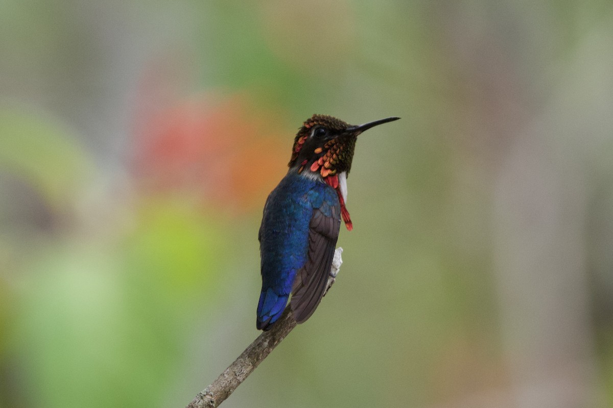 bikolibri - ML637695566