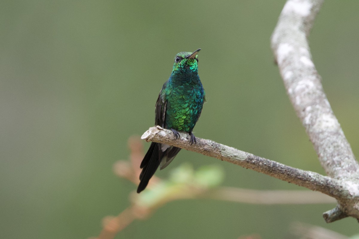 Cuban Emerald - ML637695578