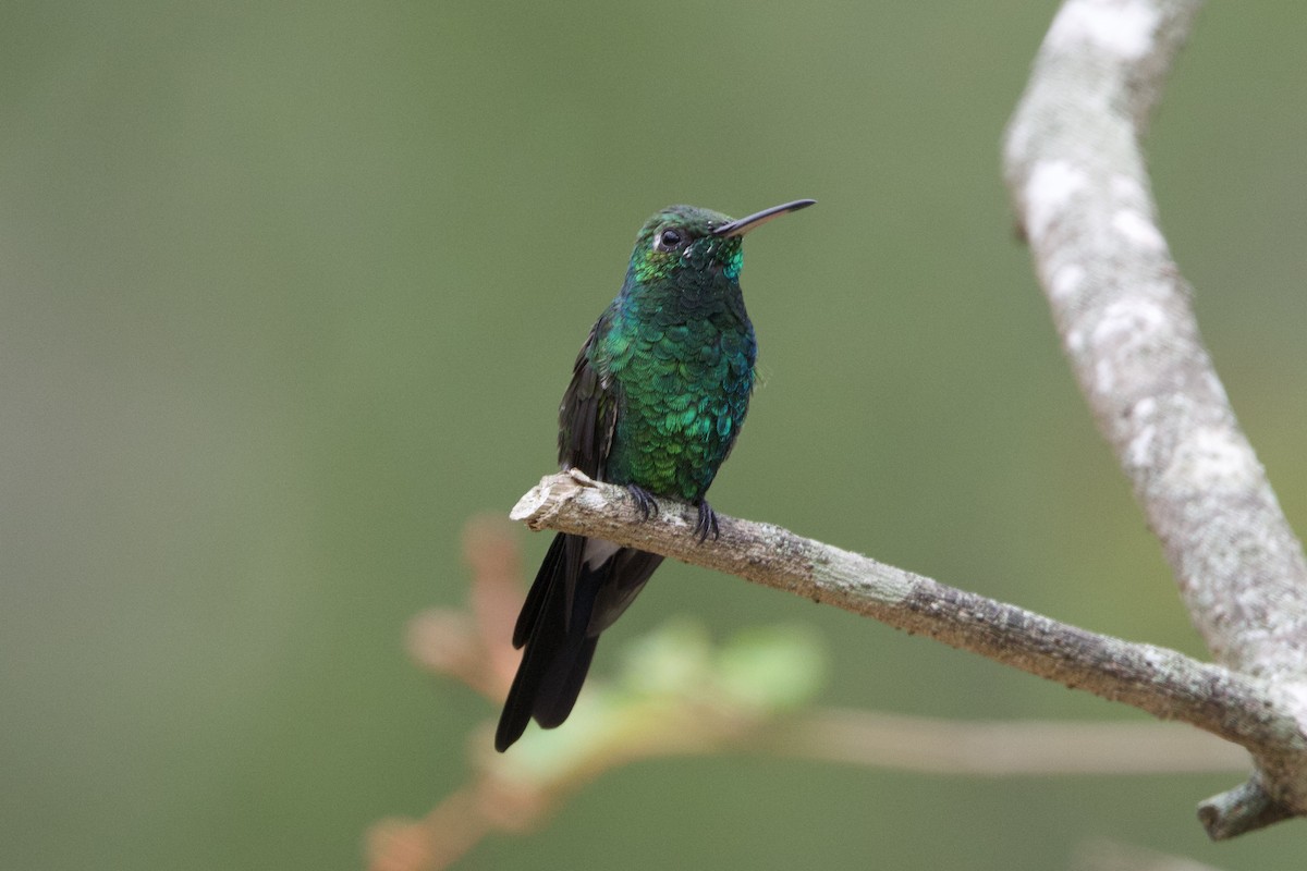 Cuban Emerald - ML637695579