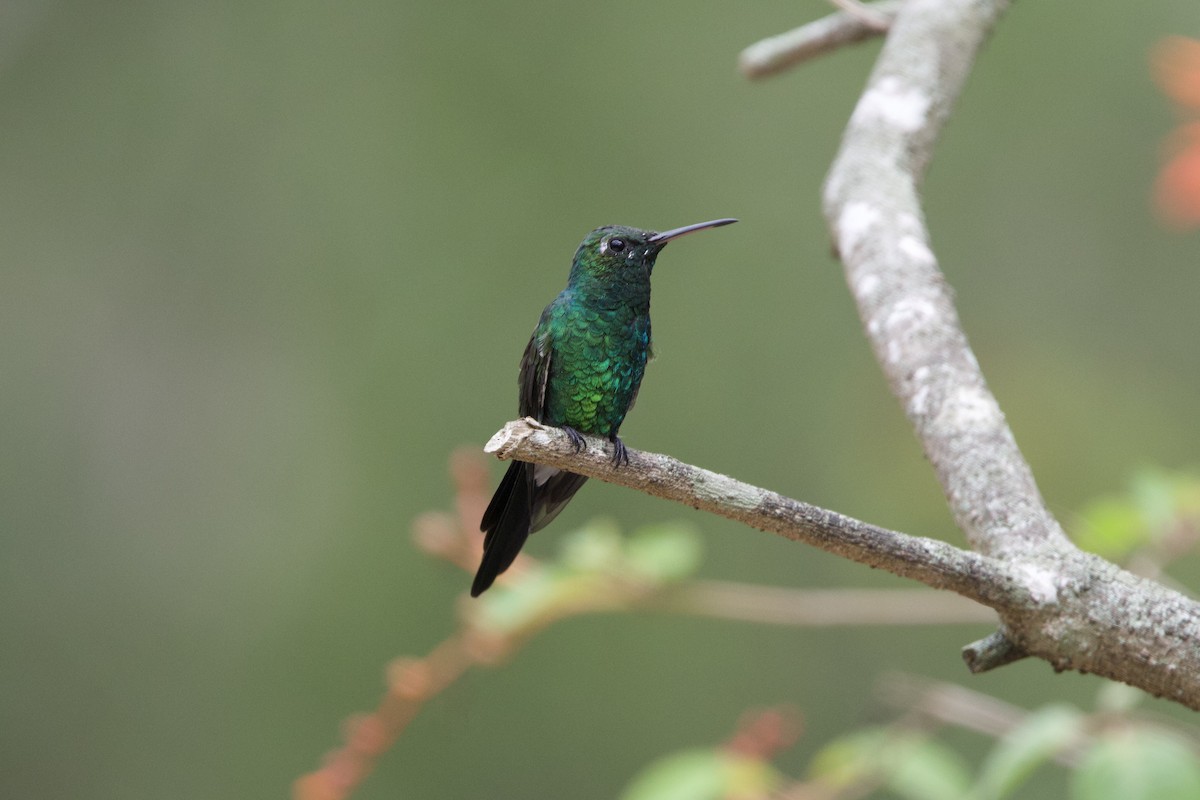 Cuban Emerald - ML637695580