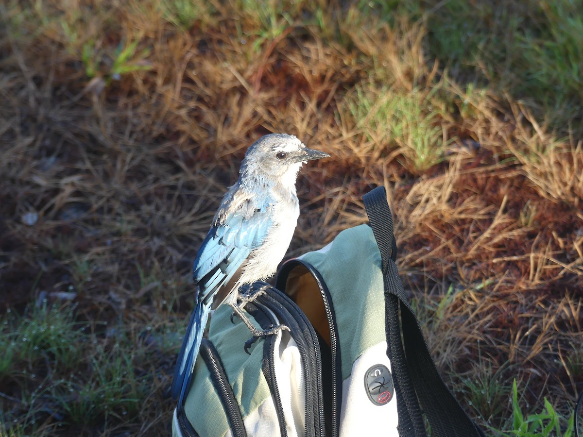 Florida Scrub-Jay - ML637695582