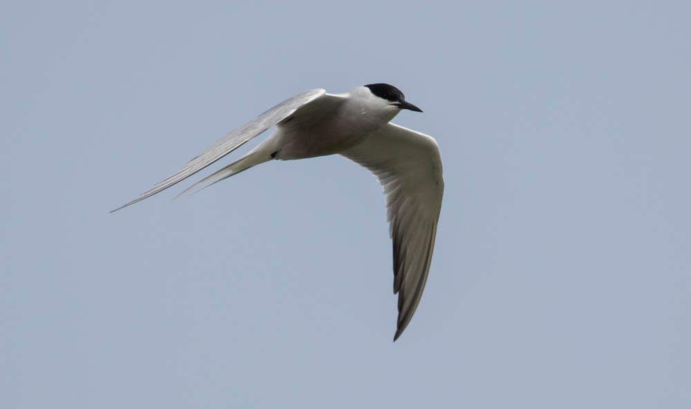 Sumru (longipennis) - ML637695584