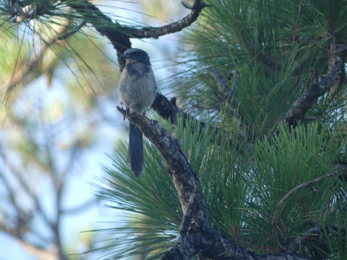 Florida Scrub-Jay - ML637695586