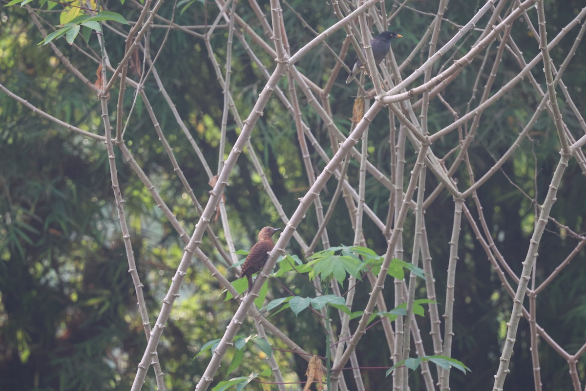 Rufous Woodpecker - ML637695601