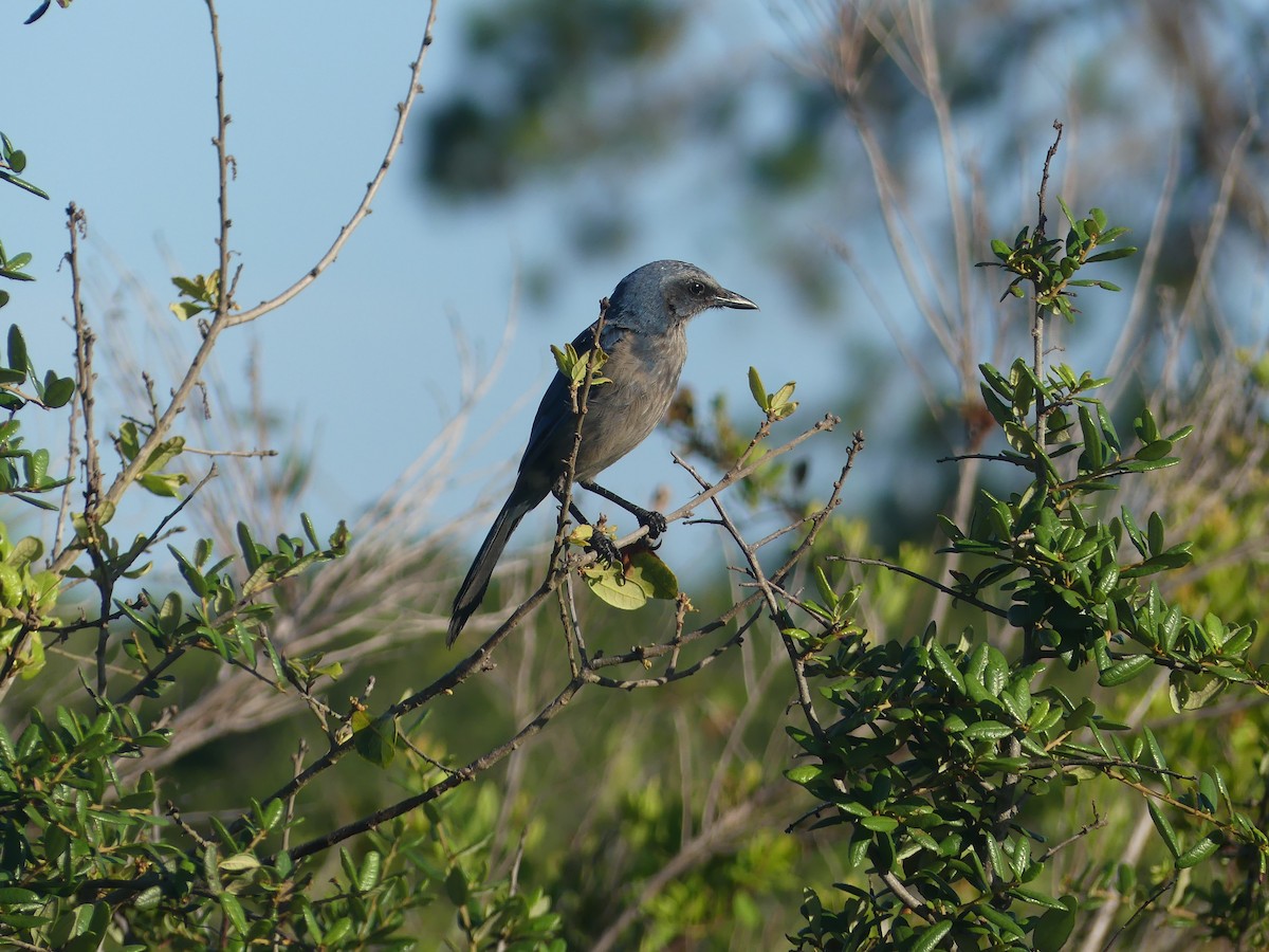 Florida Scrub-Jay - ML637695603