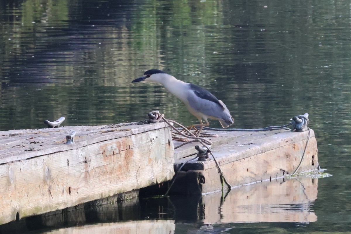 Black-crowned Night Heron - ML637695605