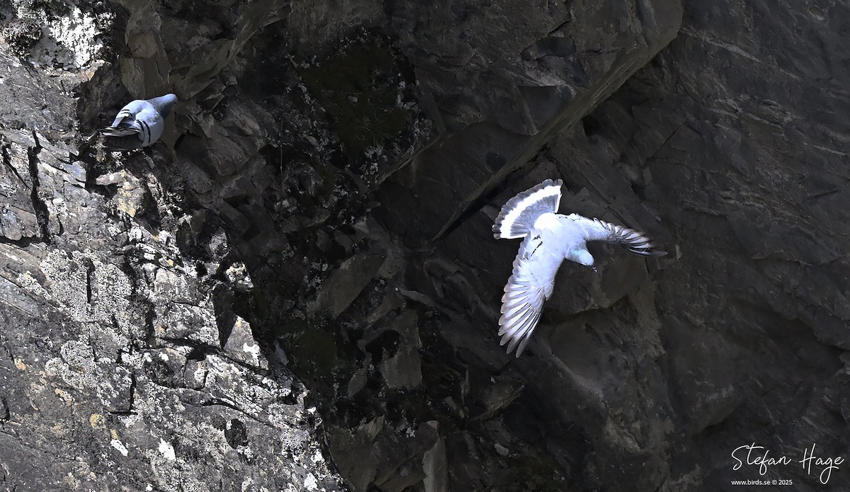 Hill Pigeon - ML637695609