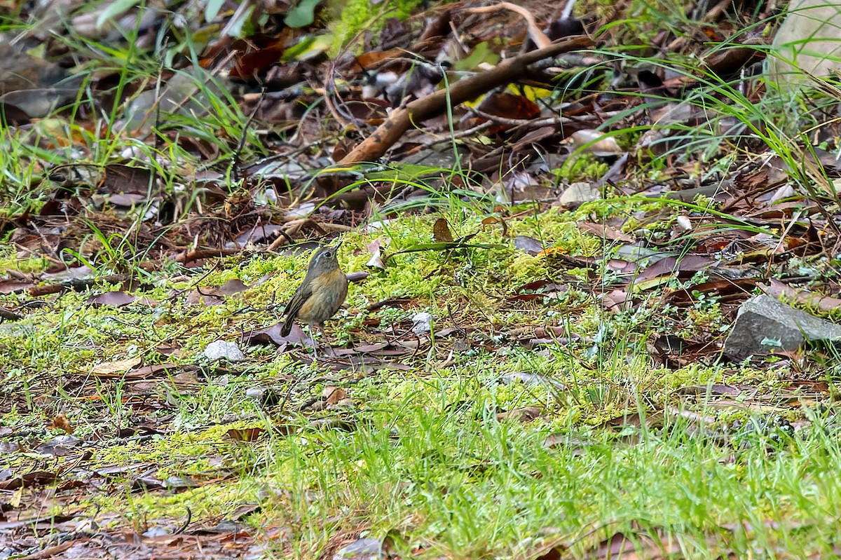 Collared Bush-Robin - ML637695620