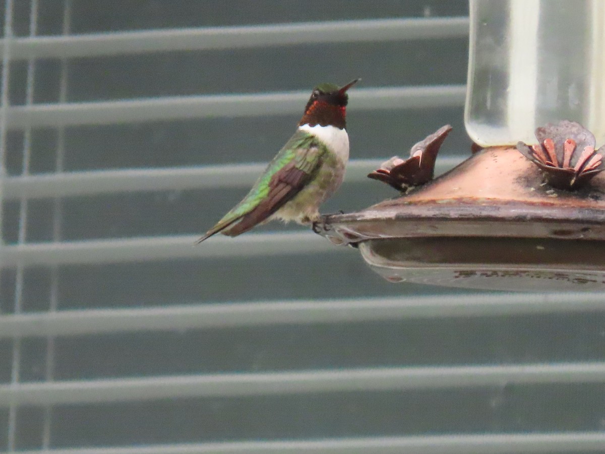 Colibri à gorge rubis - ML637695627