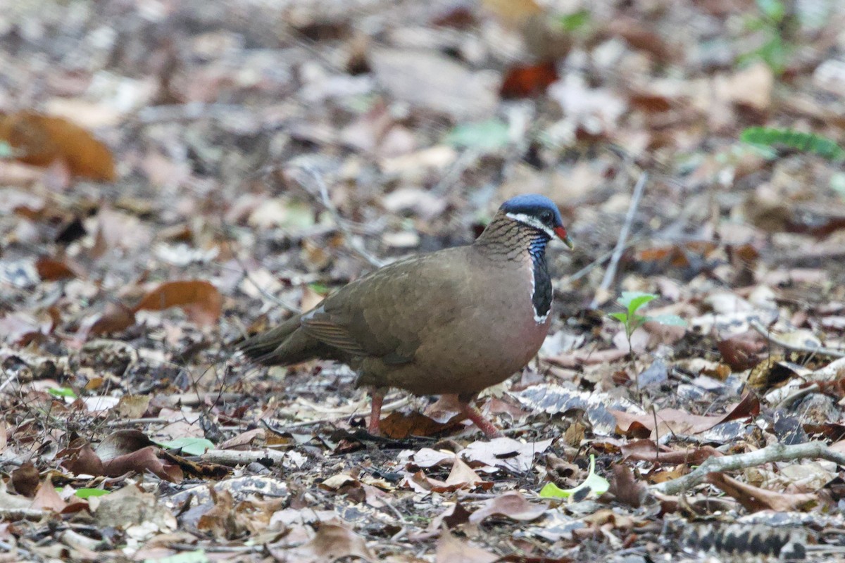 Blue-headed Quail-Dove - ML637695636
