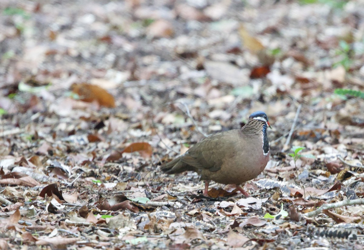Blue-headed Quail-Dove - ML637695637
