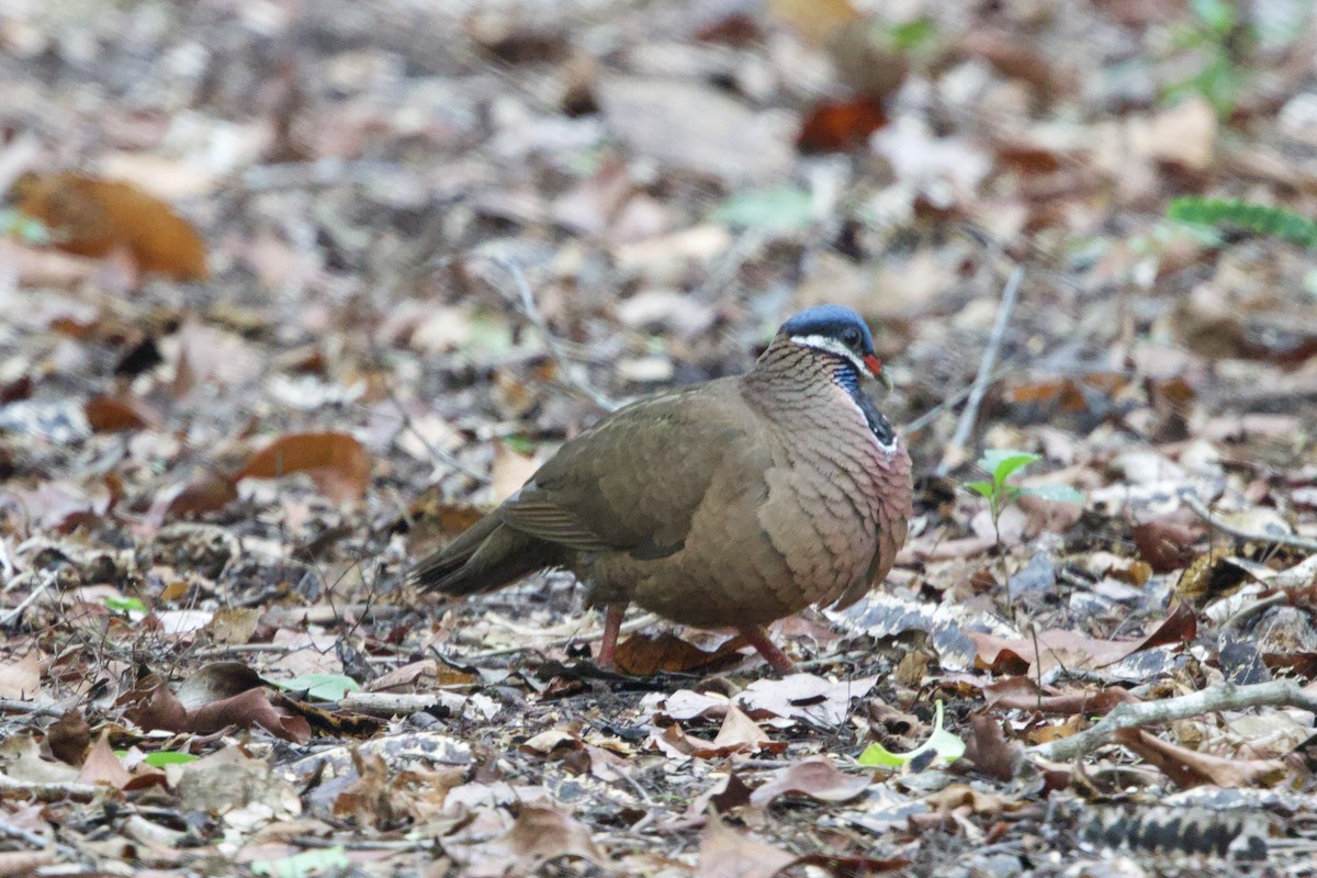 Blue-headed Quail-Dove - ML637695638