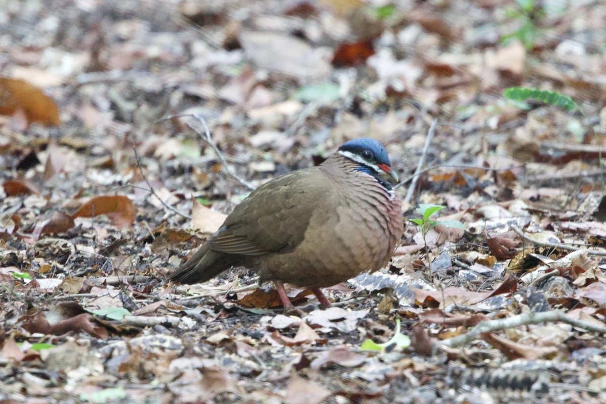 Blue-headed Quail-Dove - ML637695639