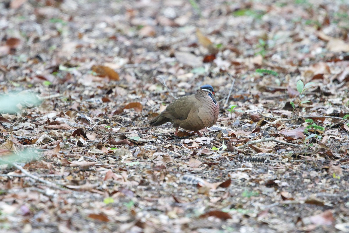 Blue-headed Quail-Dove - ML637695641