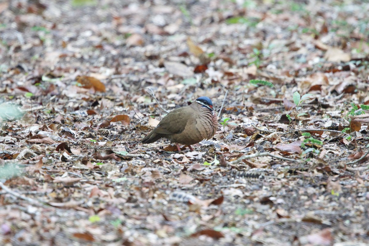 Blue-headed Quail-Dove - ML637695642