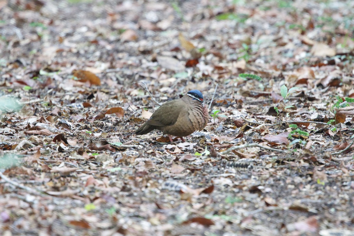 Blue-headed Quail-Dove - ML637695643