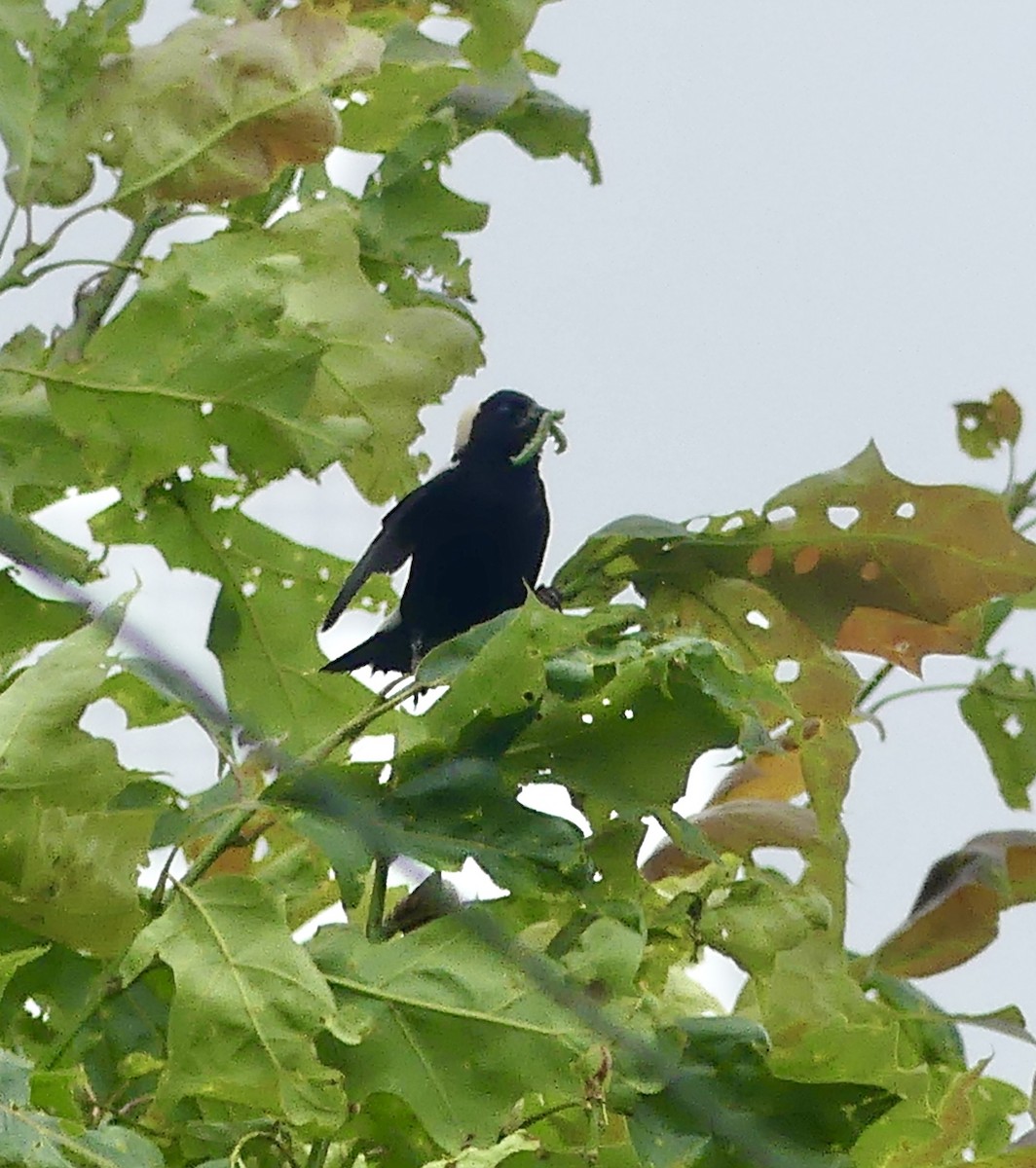 Bobolink - ML637695646