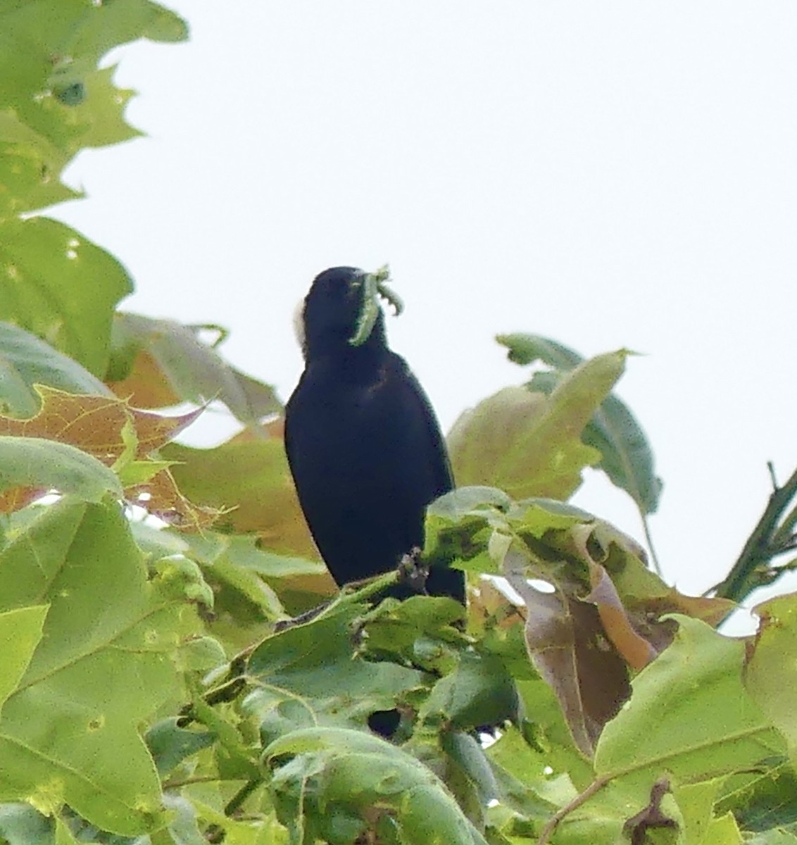 Bobolink - ML637695647