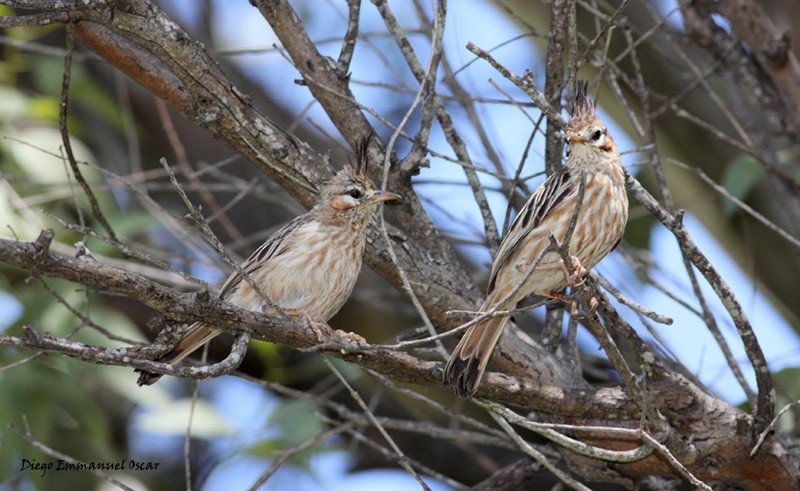 Lark-like Brushrunner - ML637695676