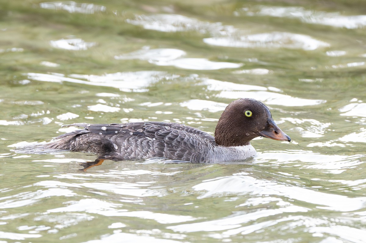 Barrow's Goldeneye - ML637695677