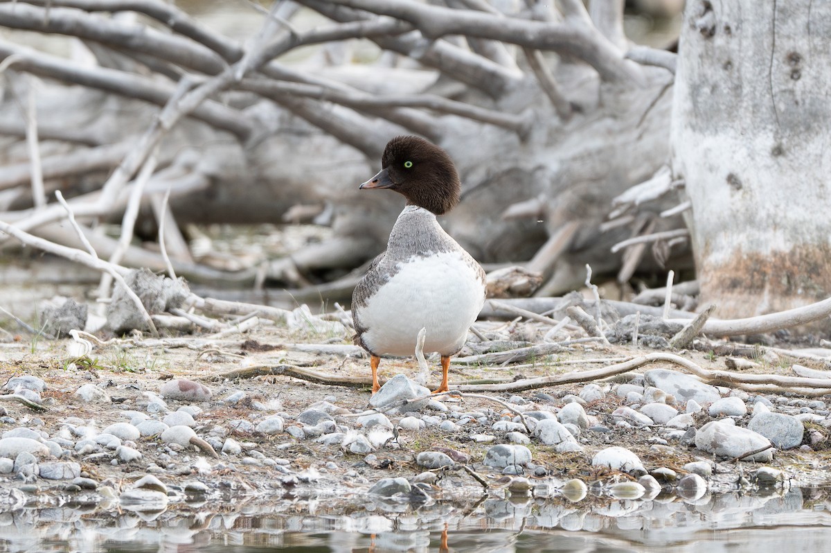 Barrow's Goldeneye - ML637695679