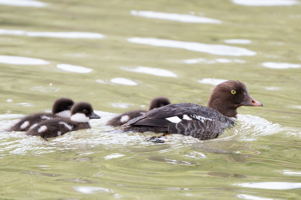 Barrow's Goldeneye - ML637695680