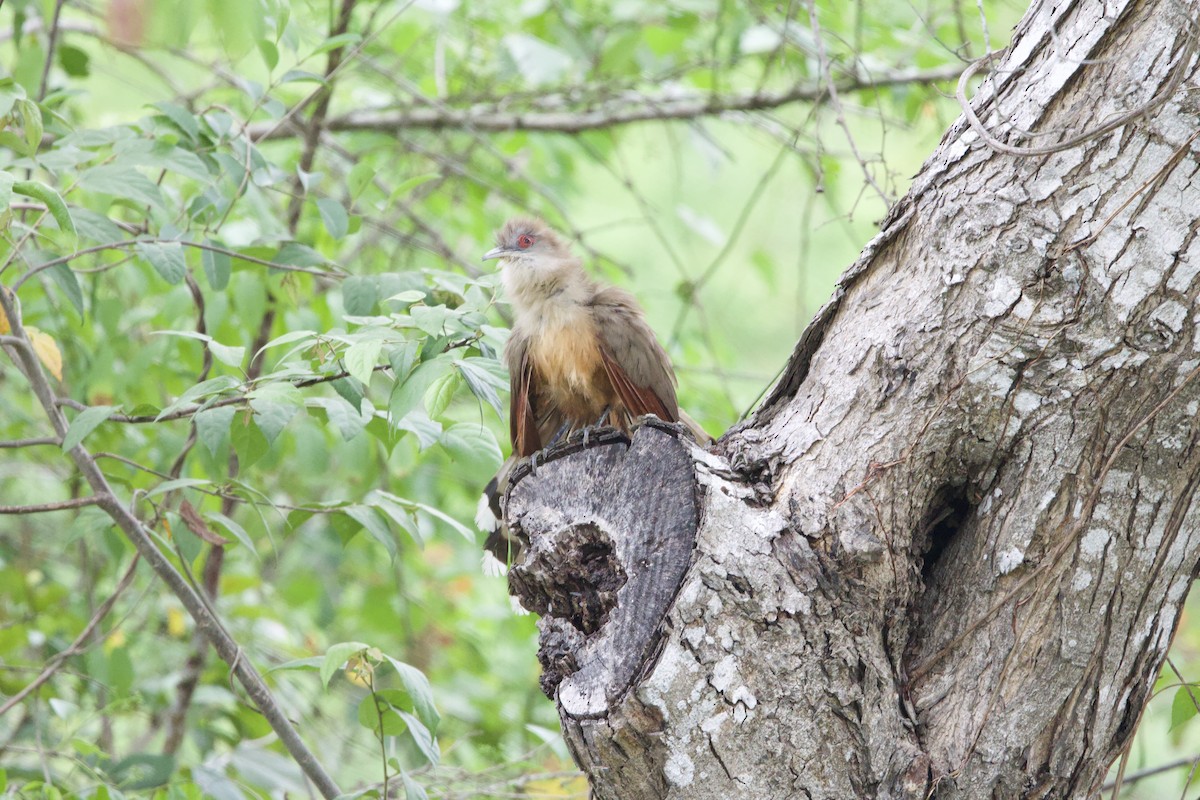 Great Lizard-Cuckoo - ML637695754