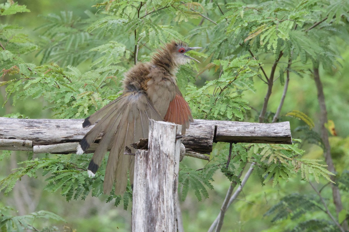Great Lizard-Cuckoo - ML637695760