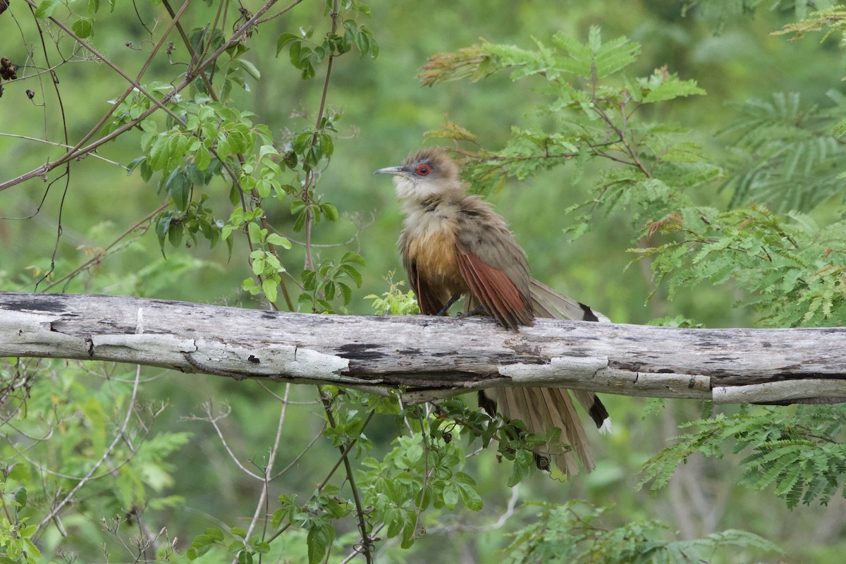 Great Lizard-Cuckoo - ML637695765