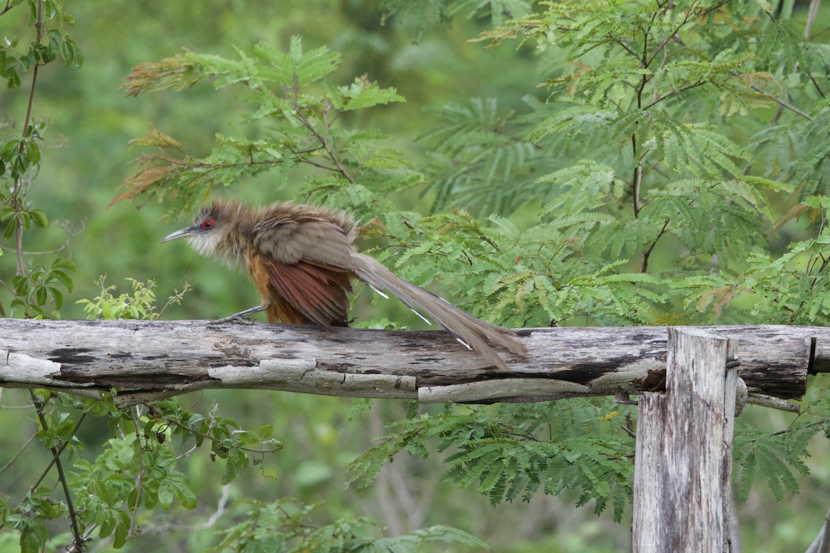 Great Lizard-Cuckoo - ML637695766