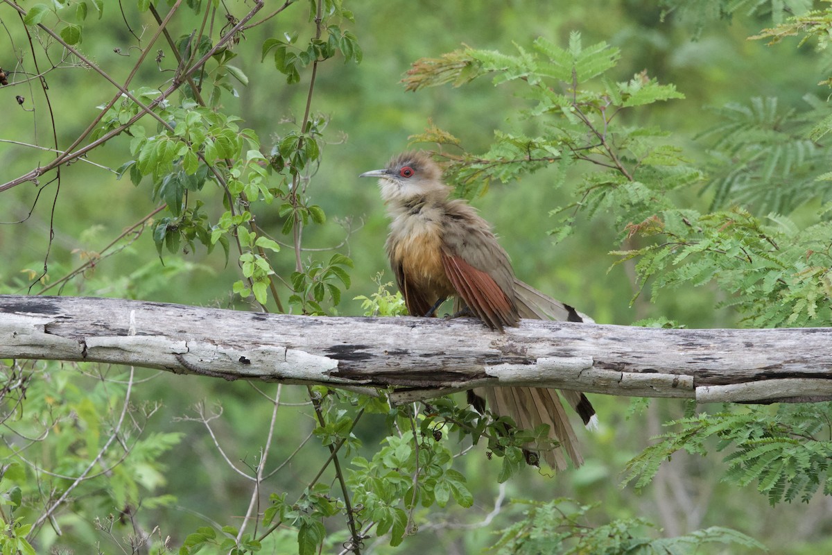 Great Lizard-Cuckoo - ML637695767