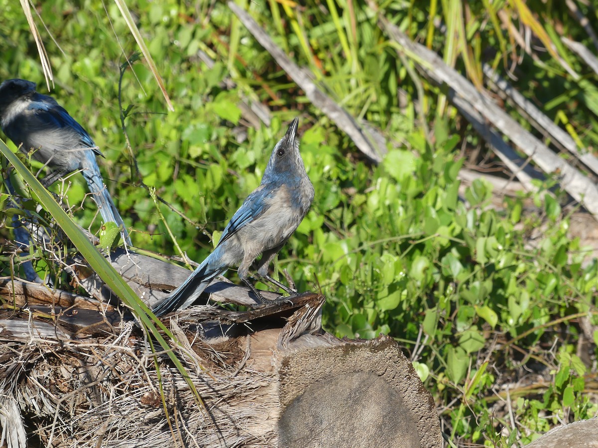 Florida Scrub-Jay - ML637695770