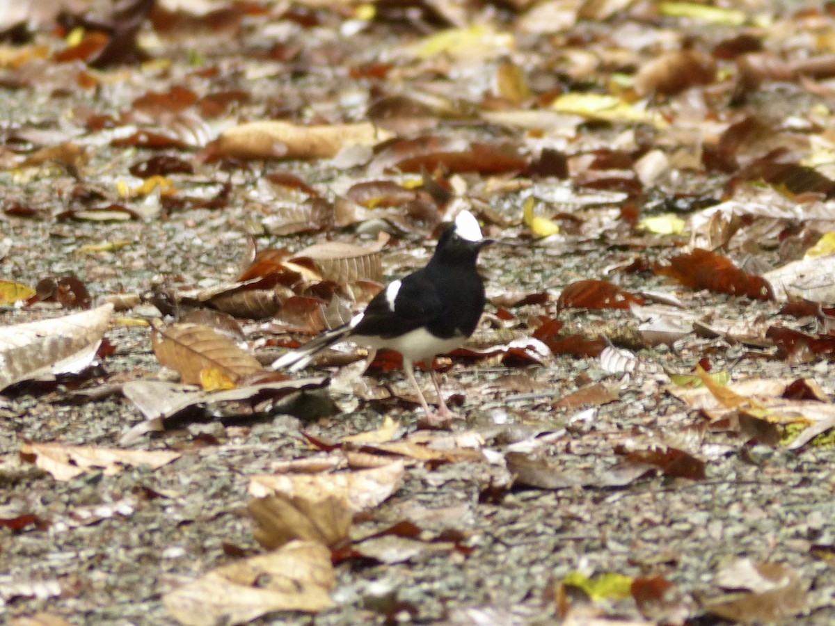 White-crowned Forktail (Malaysian) - ML637695778
