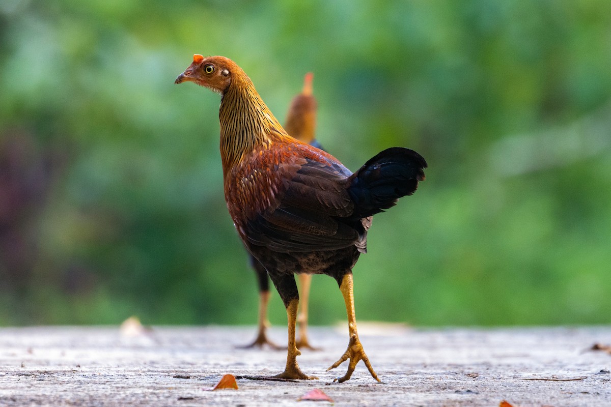 Sri Lanka Junglefowl - ML637695799
