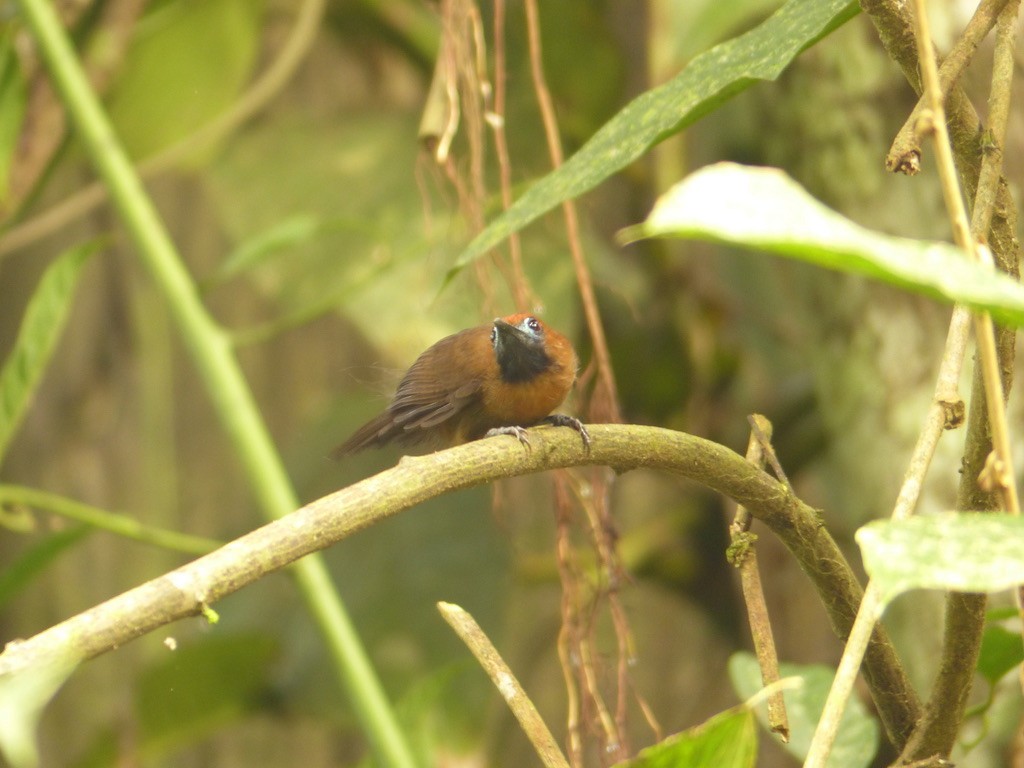 Rufous Woodpecker - ML637695927