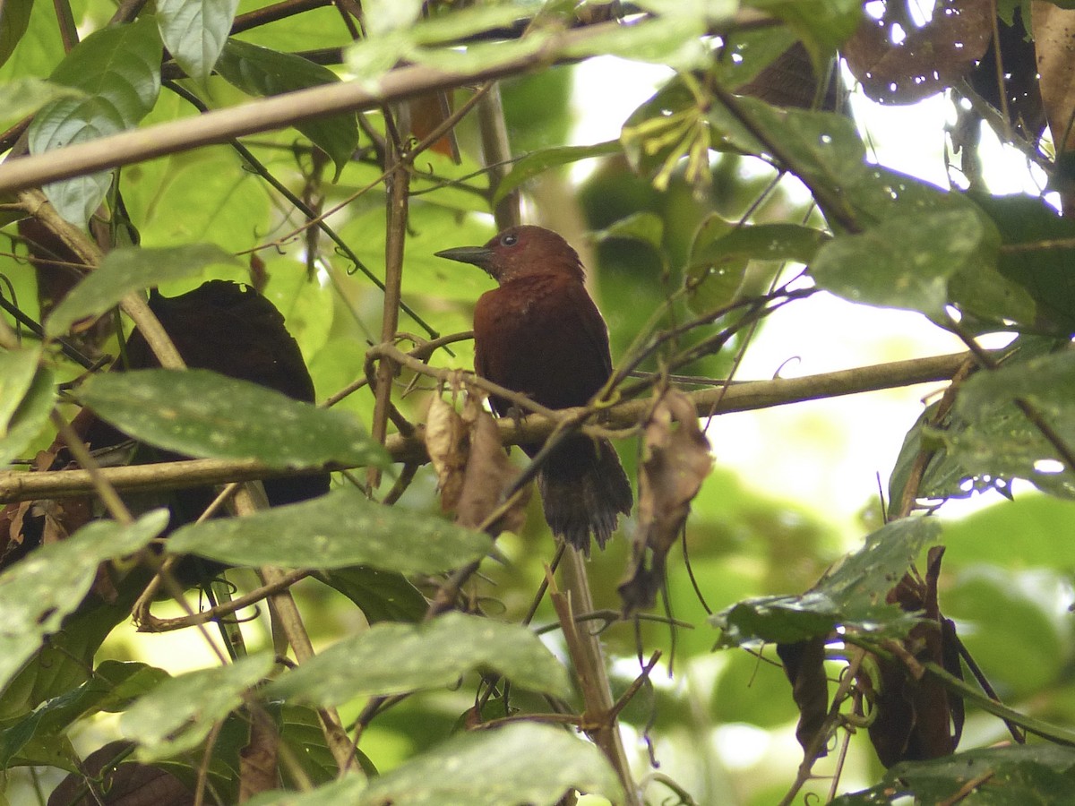 Rufous Woodpecker - ML637695928