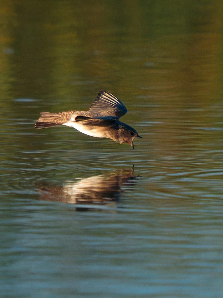 Plain Martin - ML637695939