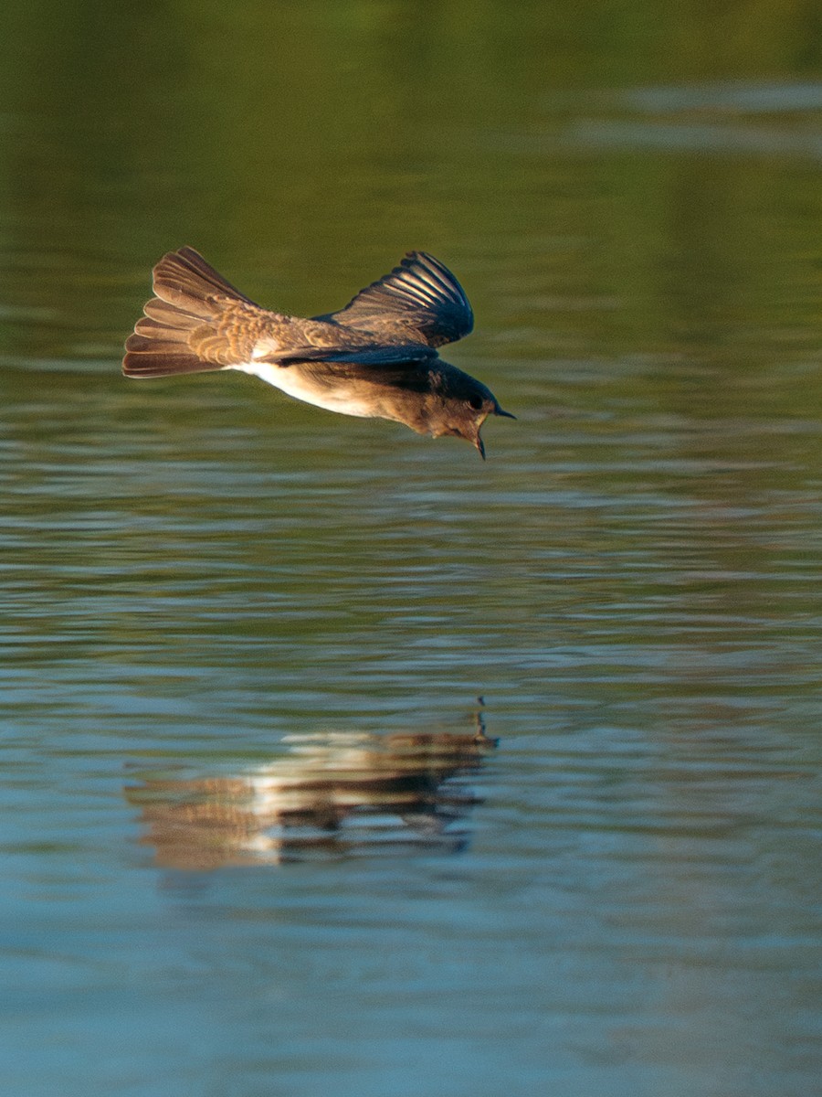 Plain Martin - ML637695940