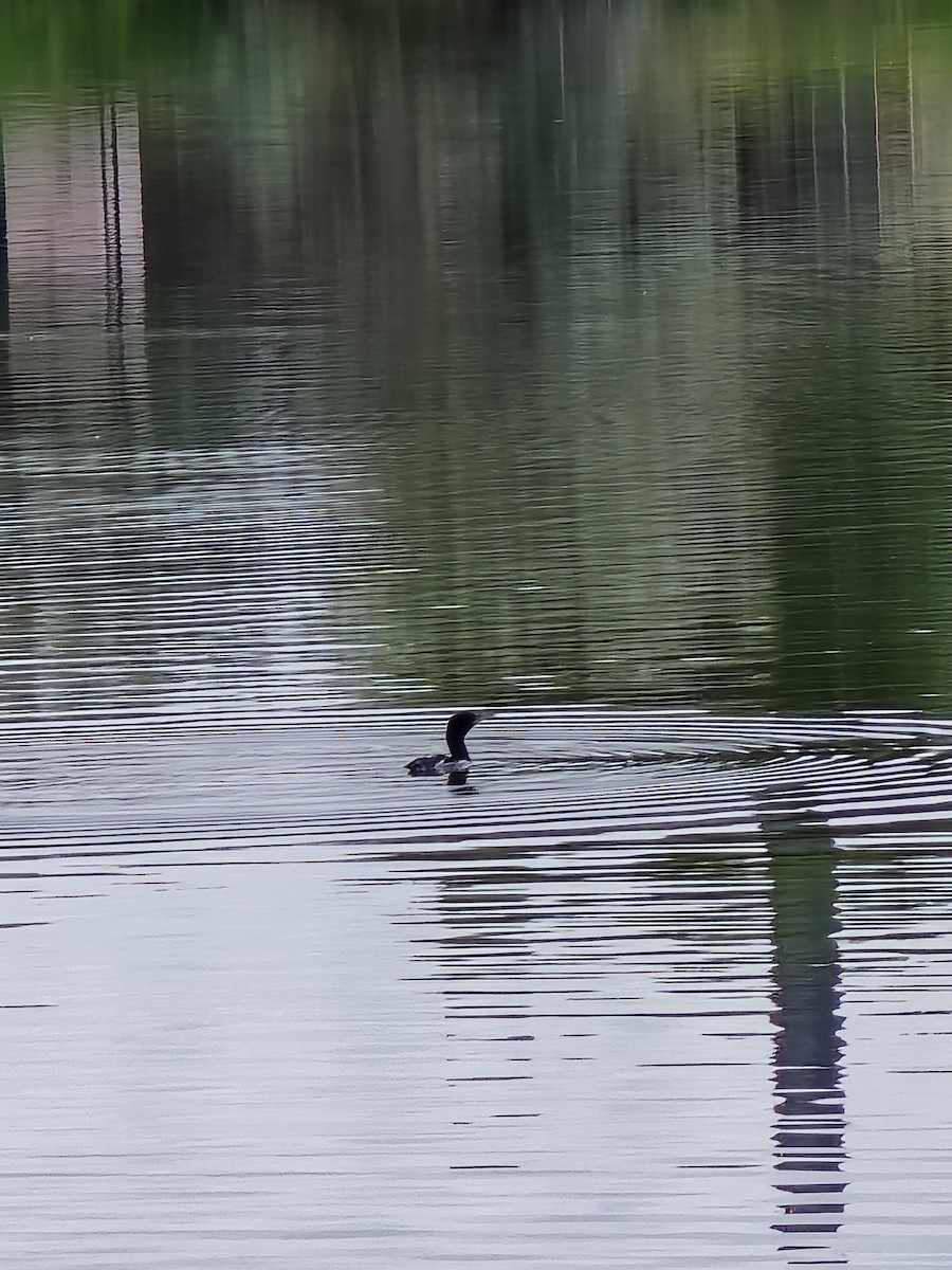 Double-crested Cormorant - ML637695974