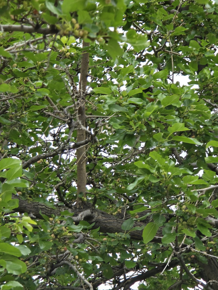 Wanderdrossel - ML637695998