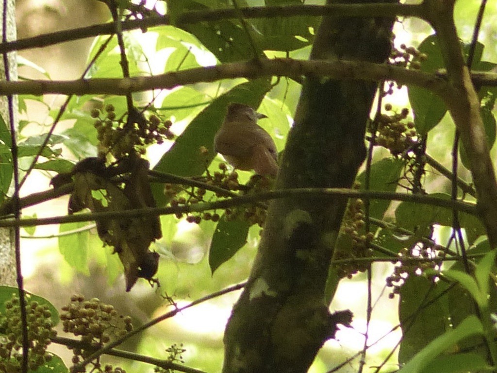 Gray-cheeked Bulbul - ML637696009