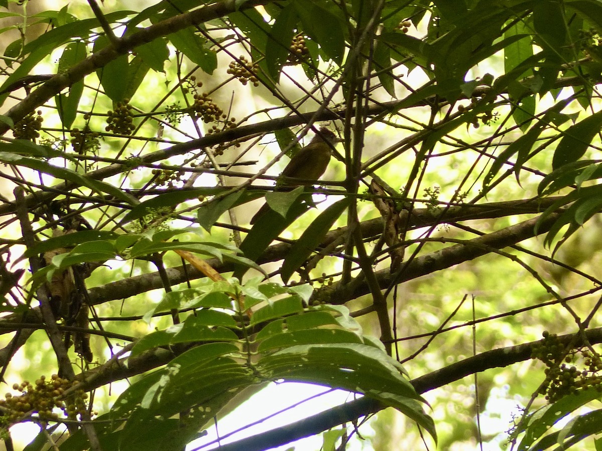 Gray-cheeked Bulbul - ML637696010