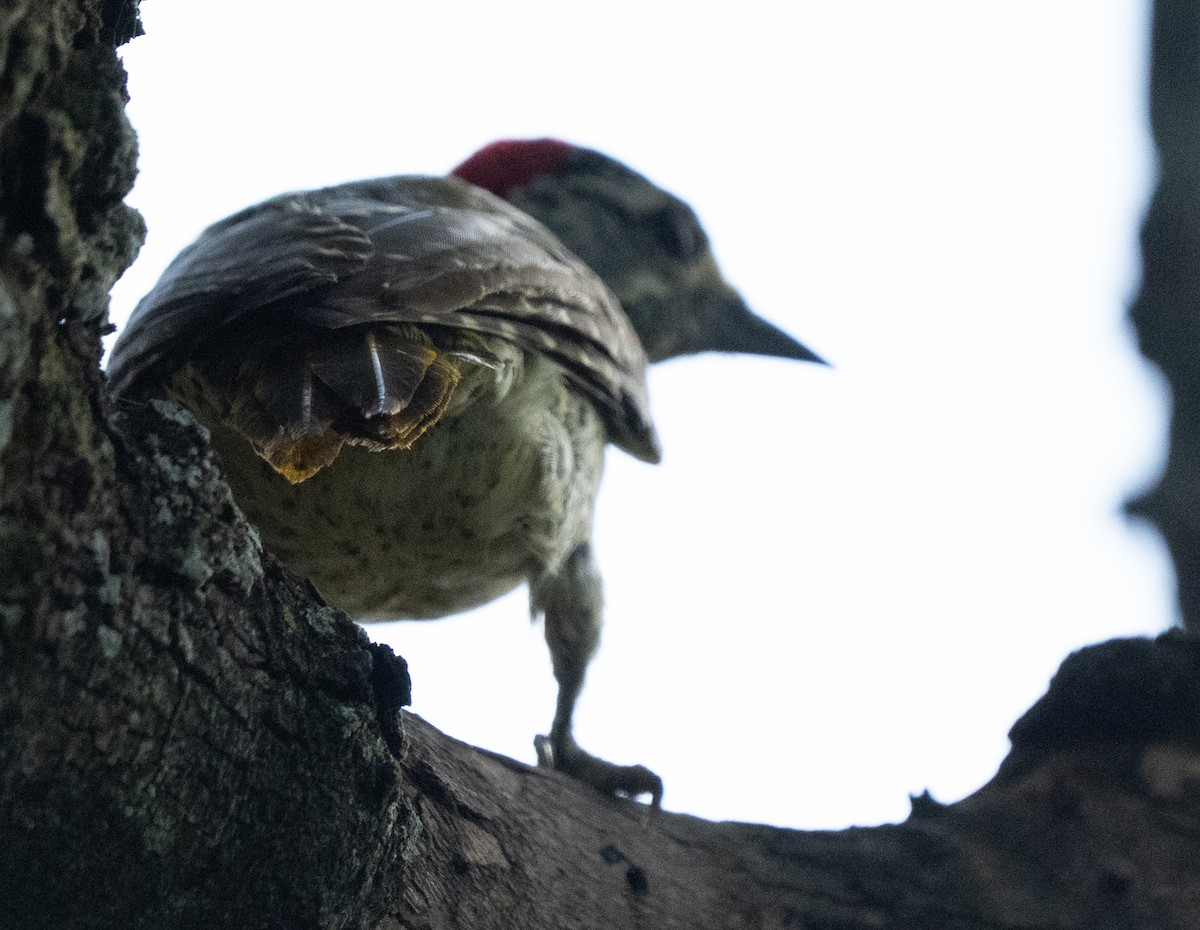 Nubian Woodpecker - ML637696011