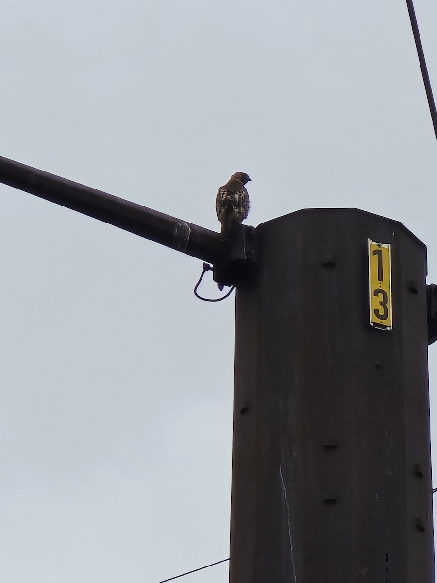 Red-tailed Hawk - ML637696027
