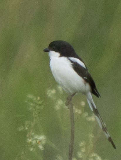 Northern Fiscal - ML637696052